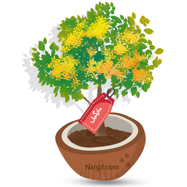  Nargil - Cuban-laurel